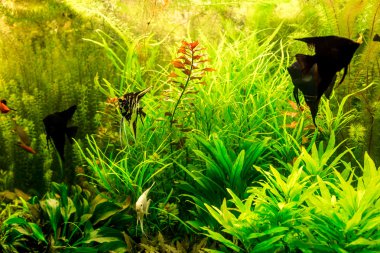 Tropikal balık PTEROPHYLUM Scalare