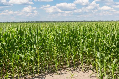 Yeşil mısır tarlası