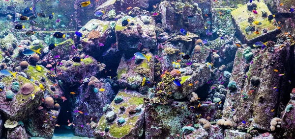 对珊瑚礁水族馆热带鱼 — 图库照片
