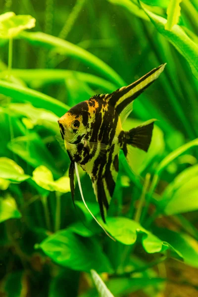 Tropiska fiskar PTEROPHYLLUM SCALARE — Stockfoto