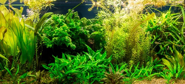 Tropical freshwater aquarium — Stock Photo, Image