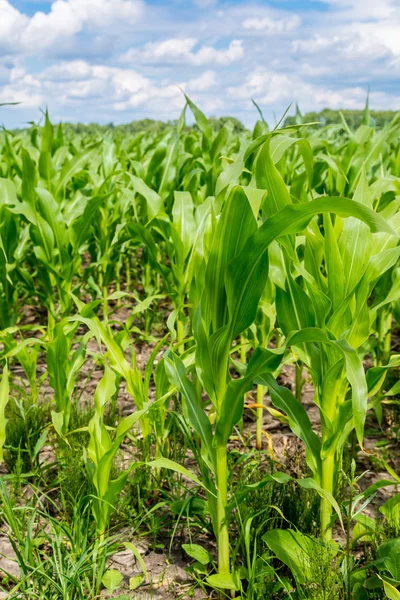 Green corn field — Stock Photo, Image