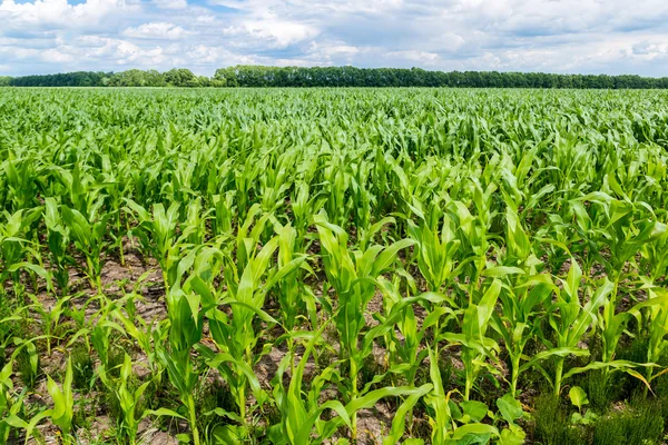 Green corn field — Stock Photo, Image