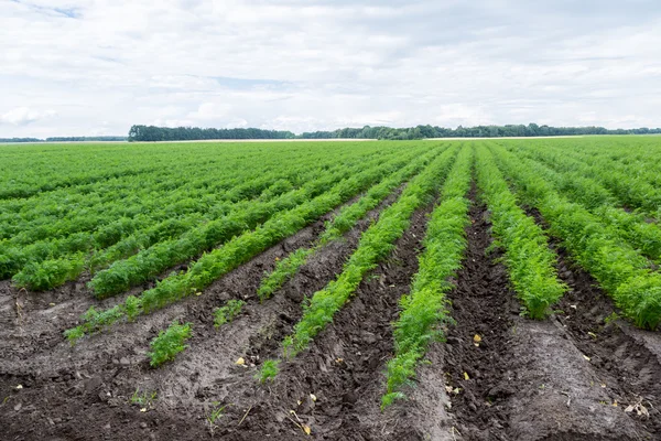 Carrot plants on field — Stock Photo, Image