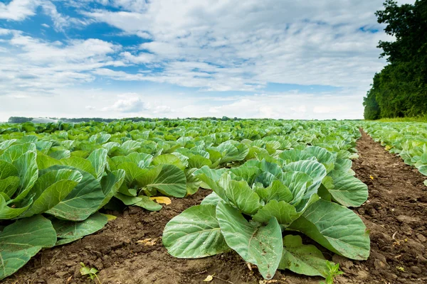 Green cabbage field — Stock Photo, Image