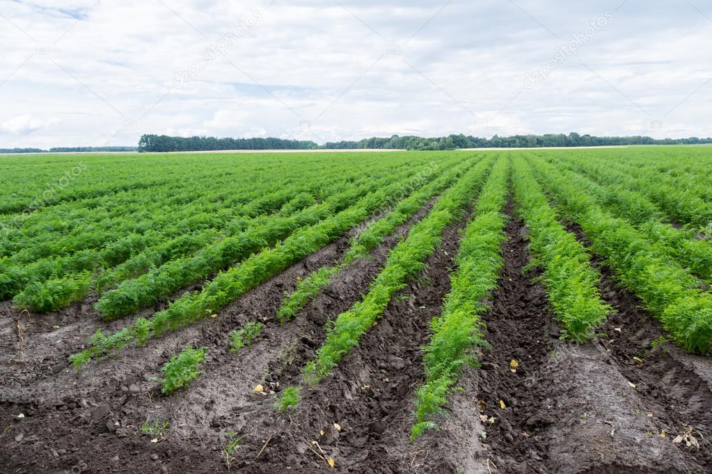 Carrot plants on field