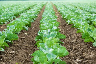 alan üzerinde yeşil lahana