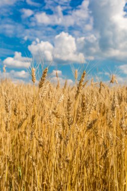 Sarı buğday tarlası