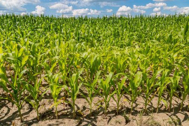 Yeşil mısır tarlası
