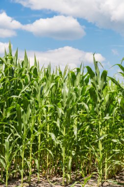 Yeşil mısır tarlası