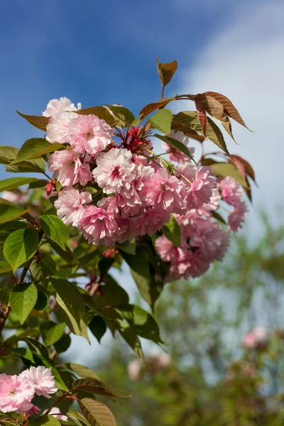 Sakura růžový květ — Stock fotografie