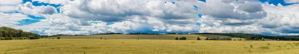 Pšeničné pole panorama — Stock fotografie