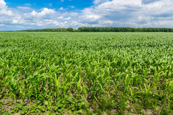 Green corn field — Stock Photo, Image