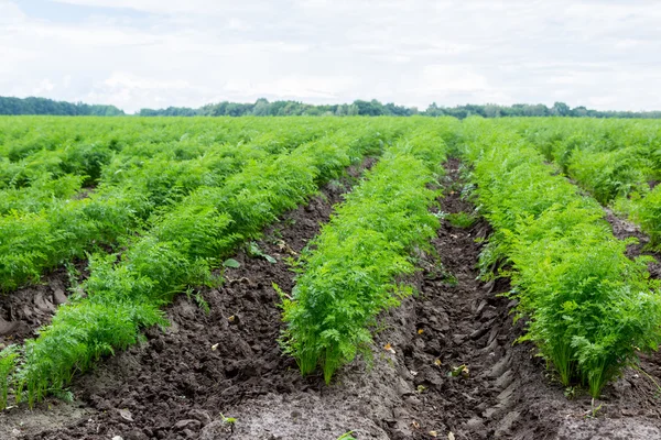 Zanahorias creciendo en el campo — Foto de Stock