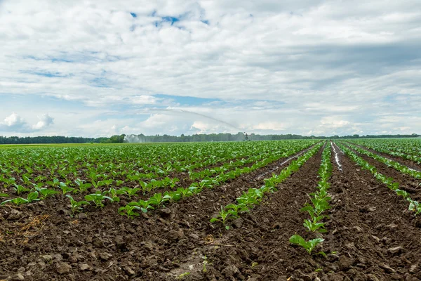 Green cabbage on field — Stock Photo, Image