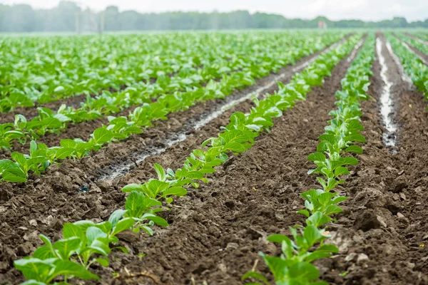 Col verde en el campo —  Fotos de Stock