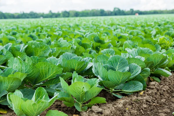 Green cabbage on field — Stock Photo, Image