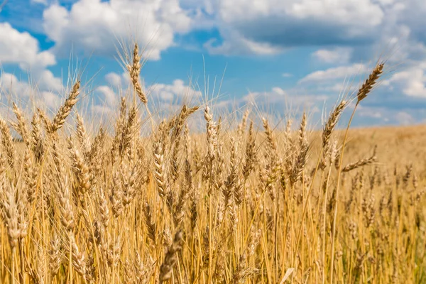 Yellow wheat field — Stock Photo, Image