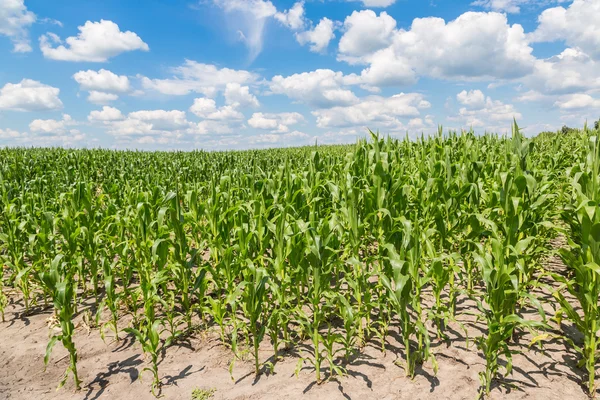 Green corn field — Stock Photo, Image