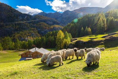 Valais blacknose koyun Alpleri'nde
