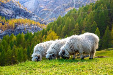 Valais blacknose koyun Alpleri'nde