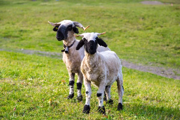 Ovelha blacknose Valais em Alpes — Fotografia de Stock