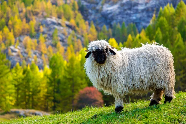 Walliser Schwarznasenschafe in den Alpen — Stockfoto