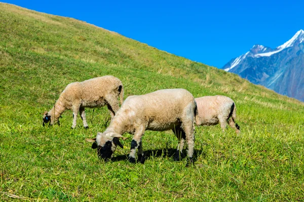 Valais blacknose ovejas en los Alpes —  Fotos de Stock