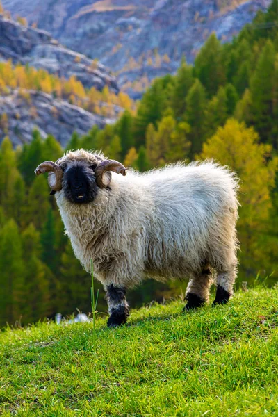 Valais blacknose sheep in  Alps — Stock Photo, Image