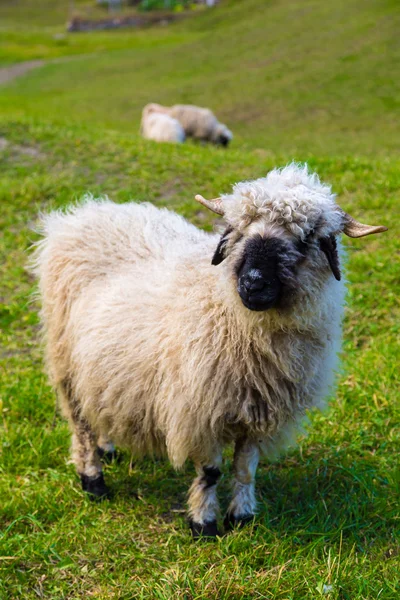 Valais blacknose πρόβατα στις Άλπεις — Φωτογραφία Αρχείου