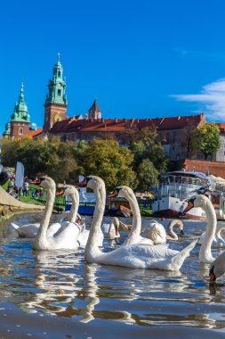 Krakow 'daki Wawel Kalesi