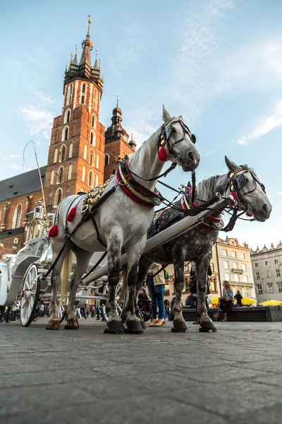 Hästskjuts på stora torget i Krakow — Stockfoto