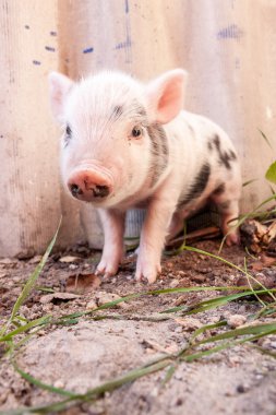 Şirin bir çamurlu piglet Close-Up