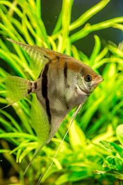 Tropikal balık PTEROPHYLUM Scalare