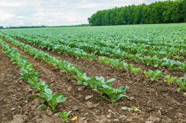 Taze yetişmiş lahana tarlası..