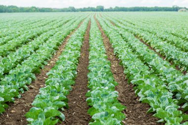 Taze yetişmiş lahana tarlası..