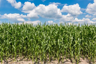 Yeşil Mısır alan hasat için hazır