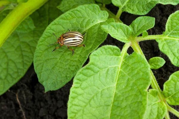 Colorado potato beetle — Stock Photo, Image