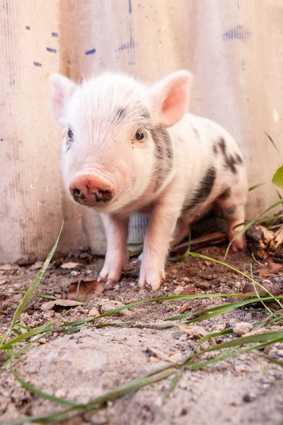 Primer plano de un lindo lechón fangoso — Foto de Stock