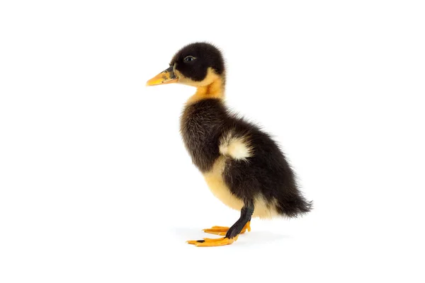 Siyah küçük ördek yavrusu — Stok fotoğraf