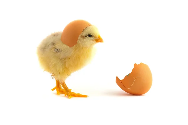 The yellow small chick — Stock Photo, Image