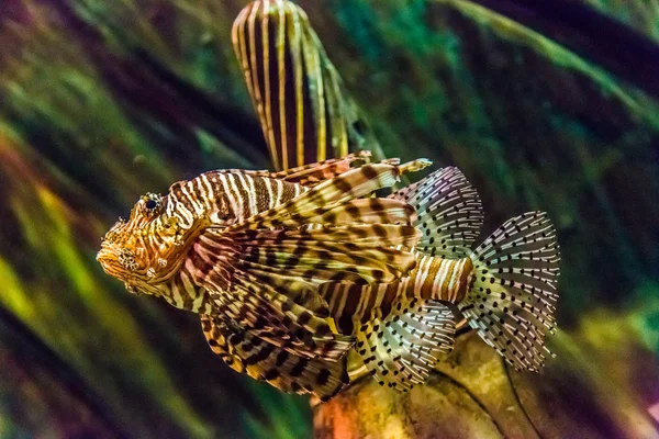 Vista de perto de um peixe-leão vermelho venenoso — Fotografia de Stock