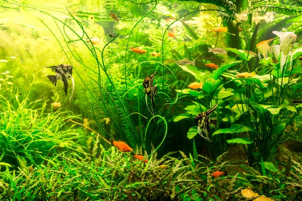 Ttropical freshwater aquarium with fishes