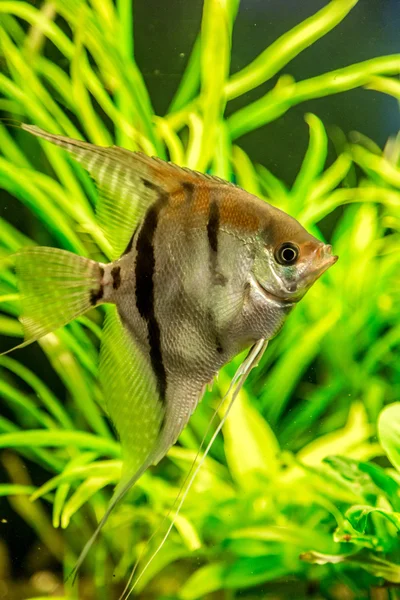 Тропическая рыба PTEROPHYLLUM SCALARE — стоковое фото