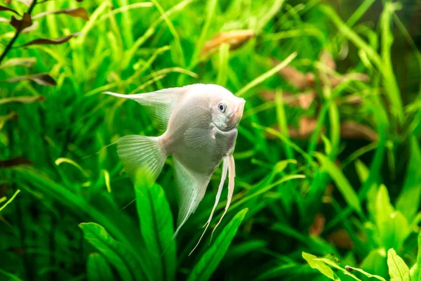 Tropical fish pterophyllum scalare — Stock Photo, Image