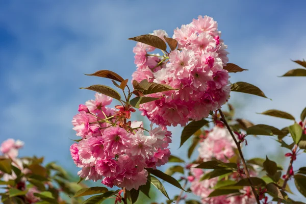 Vackra körsbärsblommor — Stockfoto