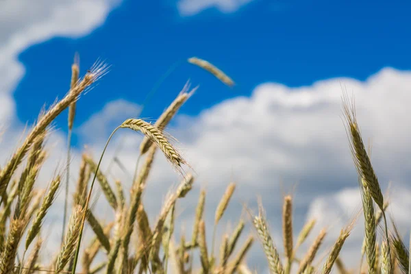 Wheat field, fresh crop of wheat — Stock Photo, Image