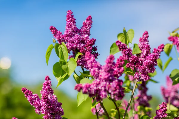 Purpurfliederbusch blüht — Stockfoto