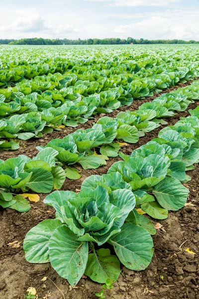 Freshly growing cabbage field. — Stock Photo, Image