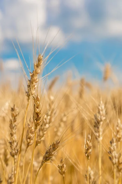 Пшеничное поле, свежая пшеница — стоковое фото